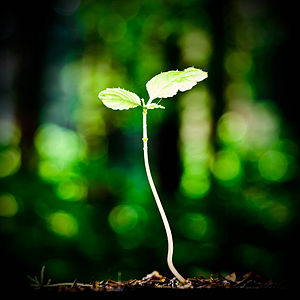 English: Seedling Deutsch: Sämling
