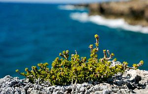 English: Small plants grow in the blazing Carr...